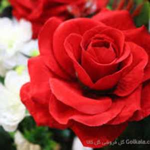 مطلبی