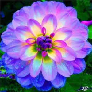 گل های رشت