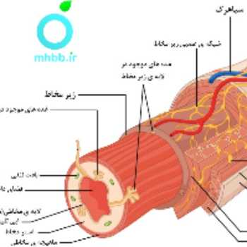 دستگاه گوارش من