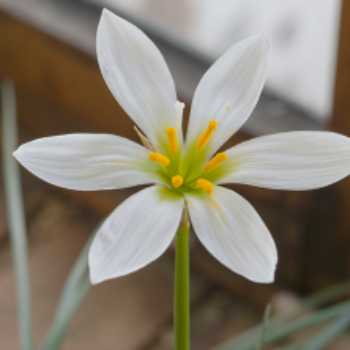  گیاهان