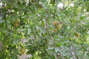 نویسنده: محبوبه خوانساری