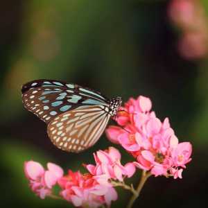 عکس پروانه و گل