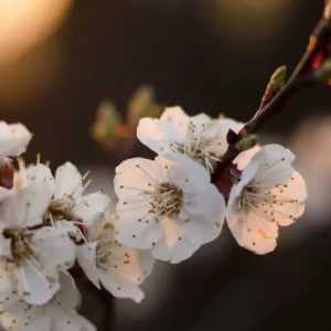 حانیه احمدی