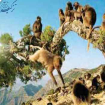 تفکر ششم، میمونهای گرانبها